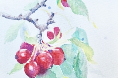 Crabapple | $43 | Watercolor