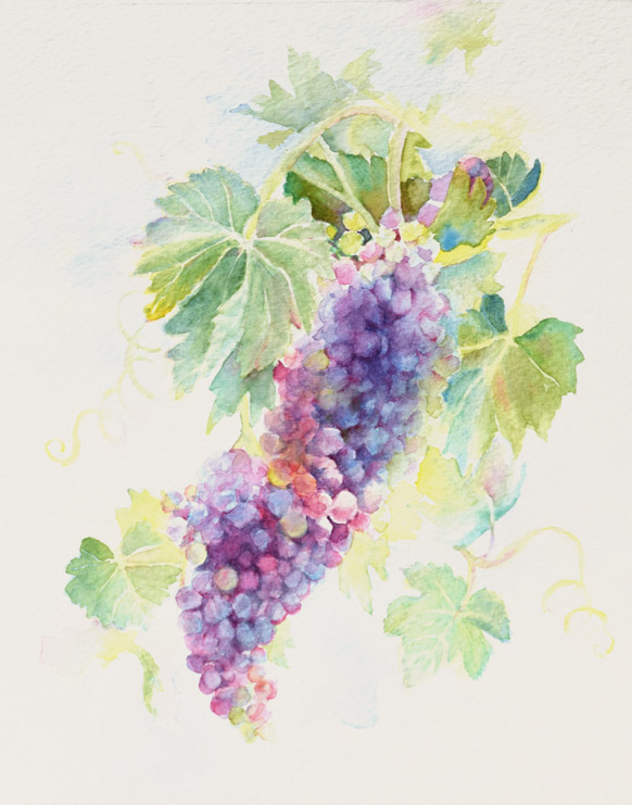 Colorful Grapes | $230 | watercolor