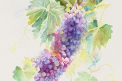 Colorful Grapes | $230 | watercolor